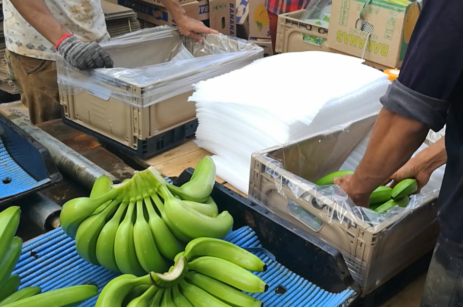 Latest company blogs about How Foldable Plastic Crates Reduce Banana Damage and Improve Supply Chain Efficiency？