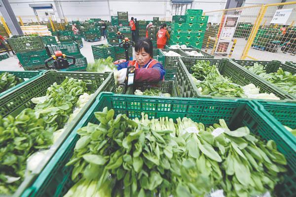 Latest company blogs about Why 600×400×220mm Mesh Crates Are Becoming the Standard for “Last-Mile” Fresh Produce Delivery in 2026