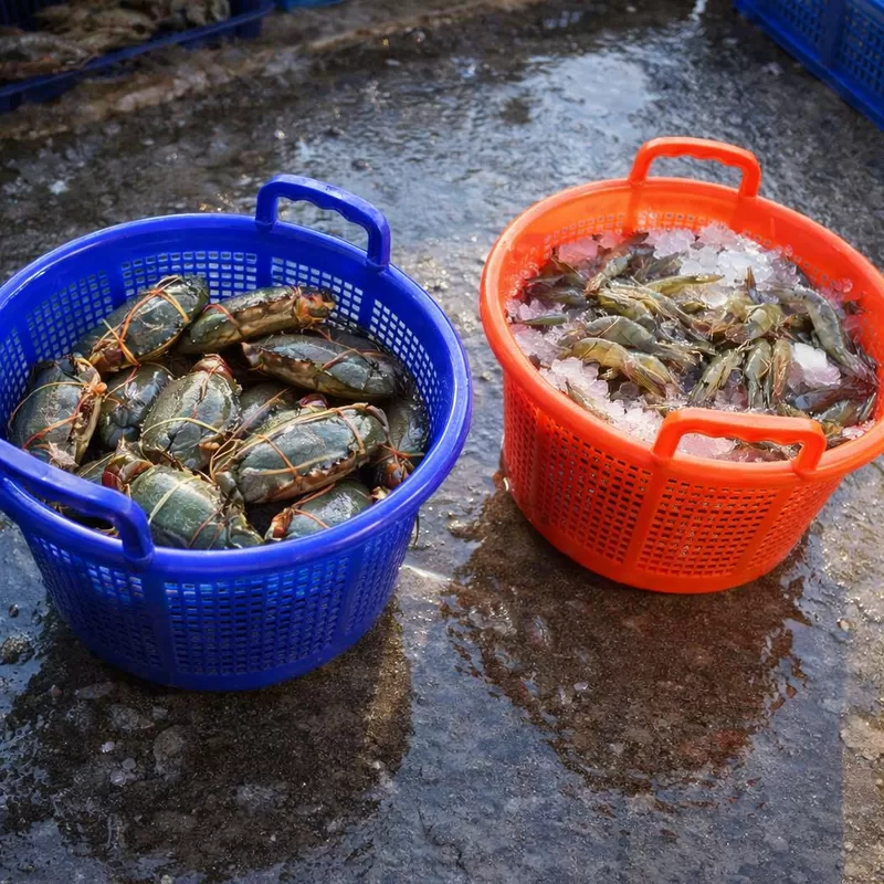 Latest company blogs about What Should Buyers Check When Evaluating a Plastic Shrimp Basket Sample?